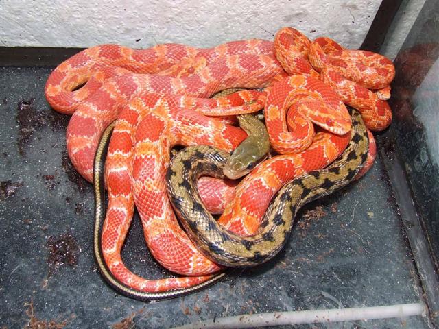 Elaphe Guttata Guttata ir Taeniura Yunnanensis