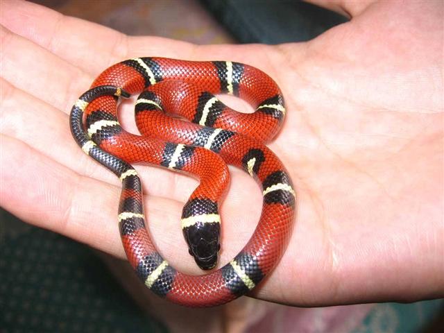 Lampropeltis Triangulum Sinaloae