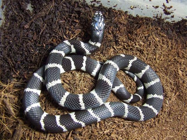 Lampropeltis Getulus California
