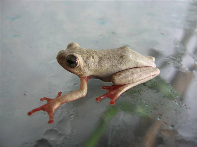 Hyperolius Pictus