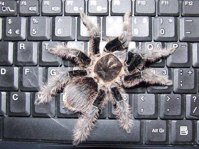 Bracypelma Albopilosum