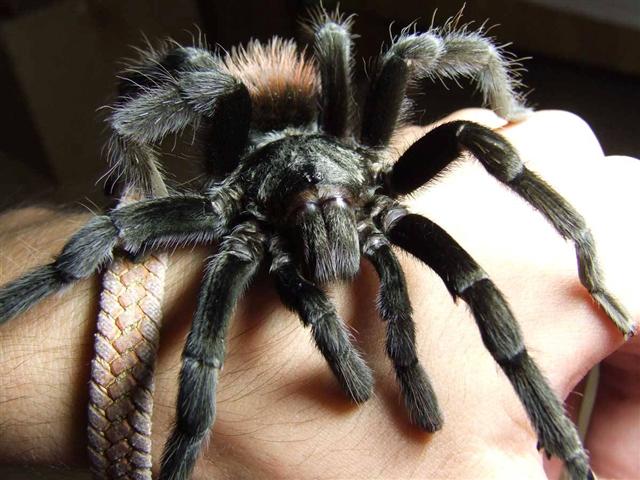 Bracypelma Vagans