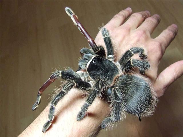 Lasiodora Parahybana
