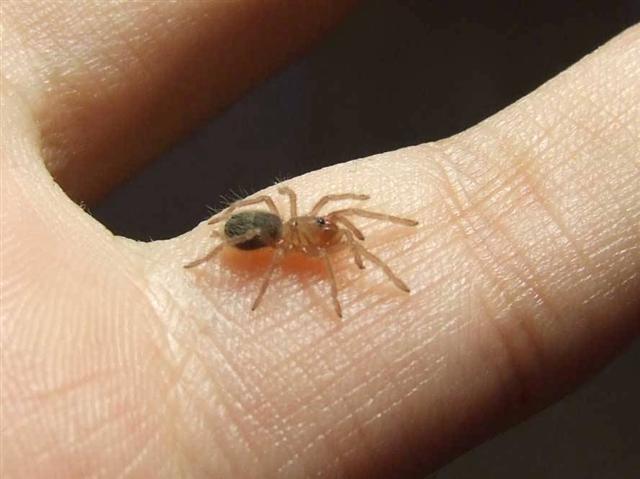 Lasiodora Cristata