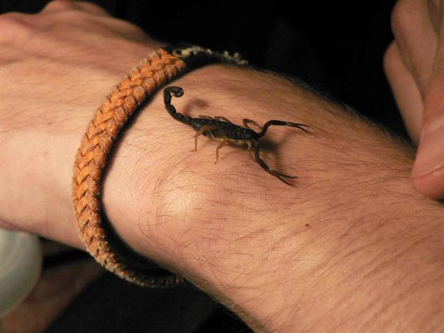 Centruroides Margaritatus