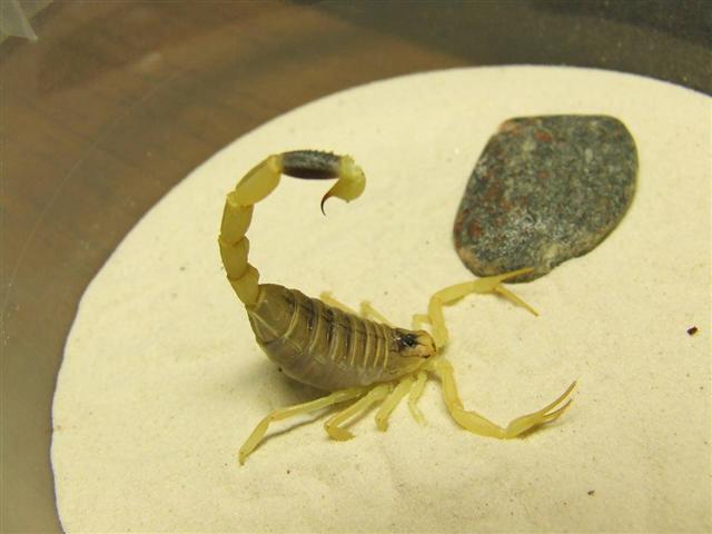 Leiurus Quinquestriatus