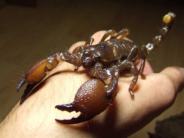Pandinus Imperator