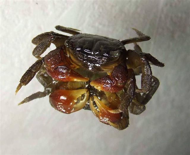Sesarma sp.