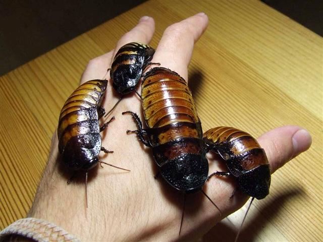 Gromphadorhina Portentosa