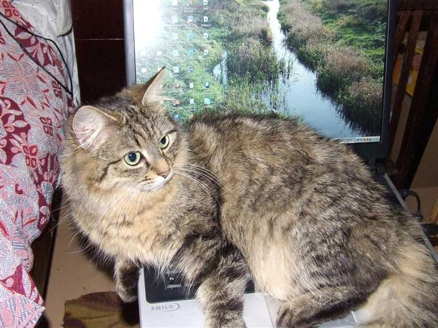 Katė