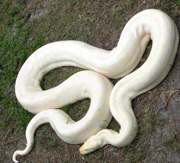 Python molurus snow