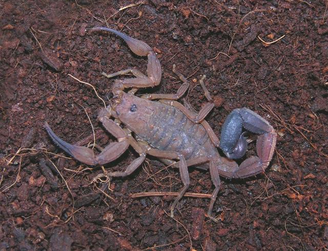 Tityus magnimananus