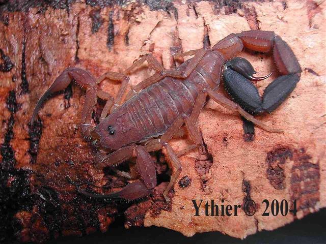Tityus magnimananus