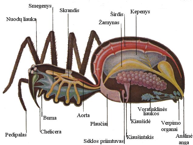 Anatomija