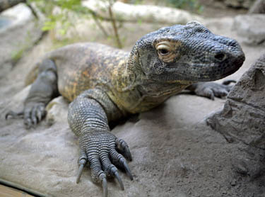 Komodo patelė Flora
