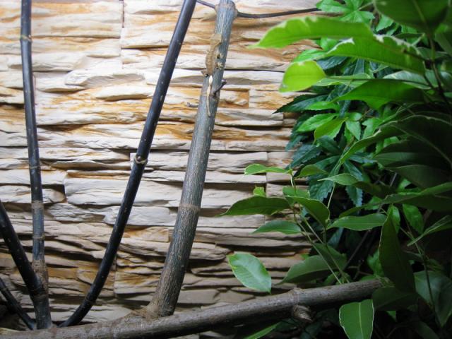 Rhacodactylus ciliatus