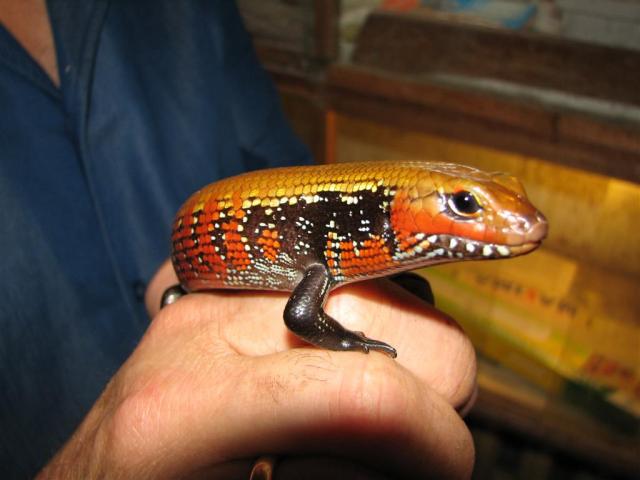 Mabuya Striata