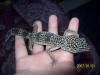 100_0599_t1.jpg