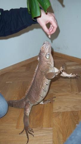 Iguana