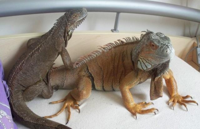 Iguanos