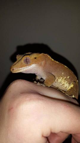 Correlophus ciliatus