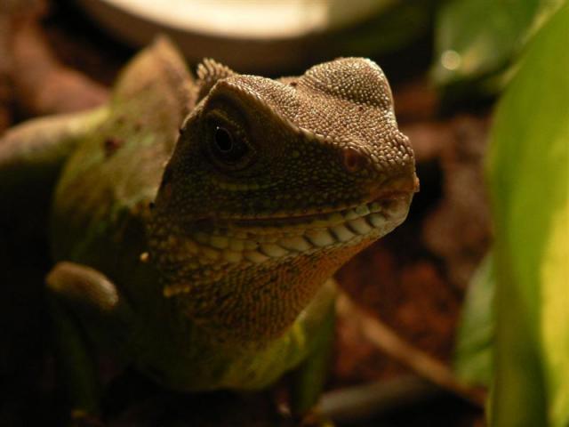 Physignatus Coccincinus 4