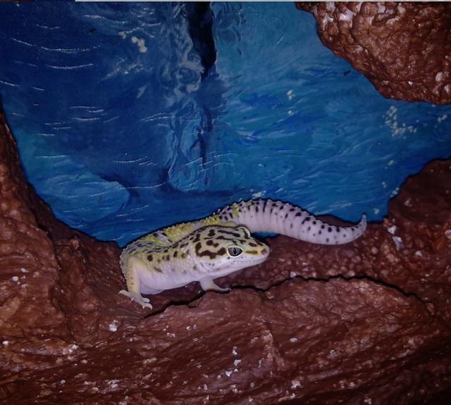 Leopardinis gekonas