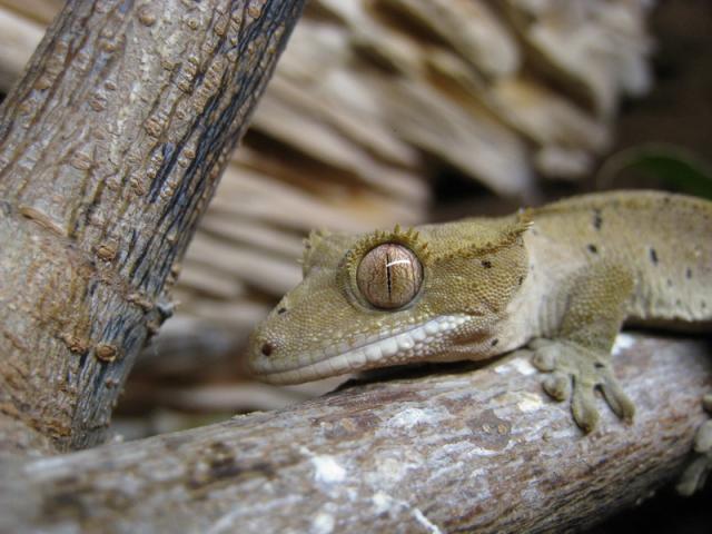 Rhacodactylus ciliatus