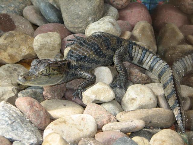 Caiman crocodilus 1