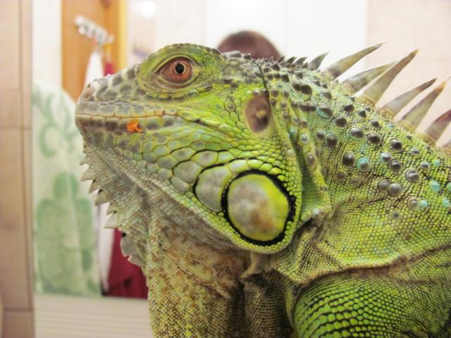 Žalioji iguana