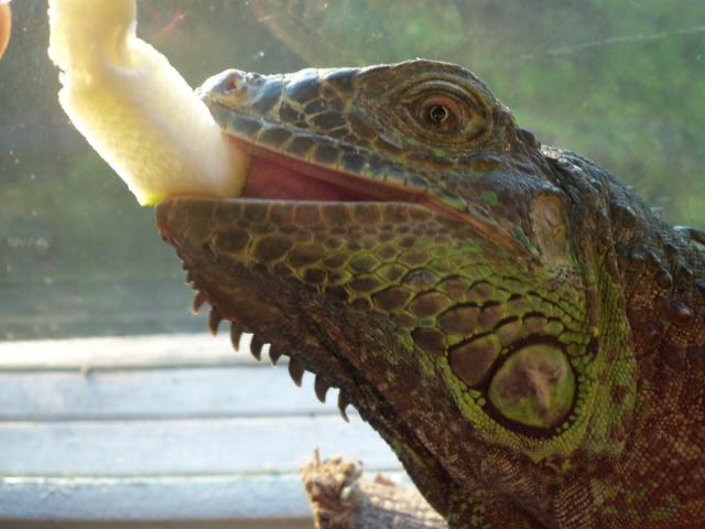 Iguana valgo