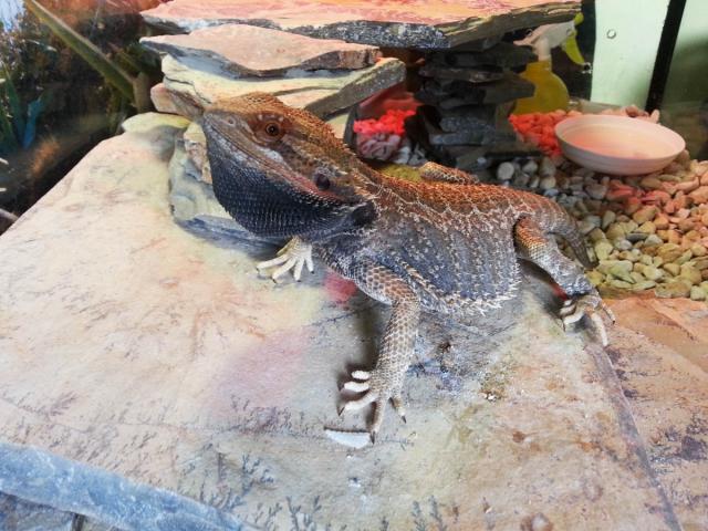 Barzdotoji agama