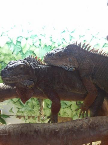 Iguanų Porelė
