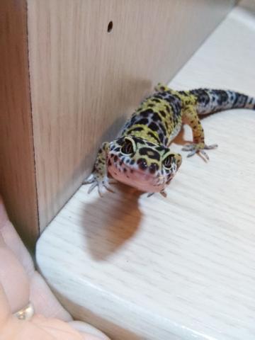 Leopardinė eublefarė