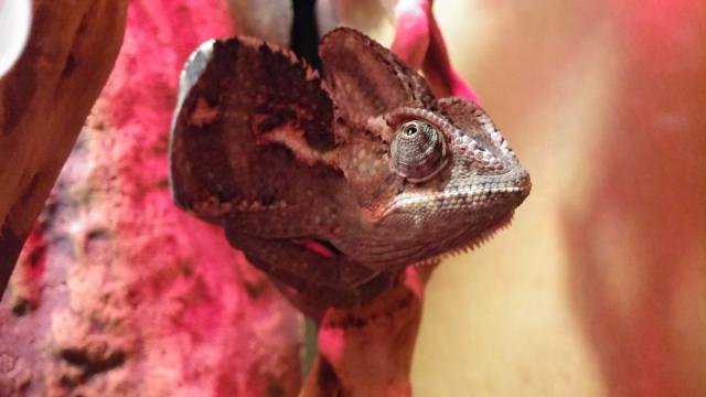 Chamaeleo calyptratus
