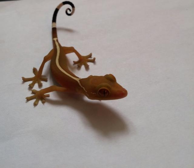 Gekko vittatus