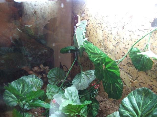 Chameleonas 1