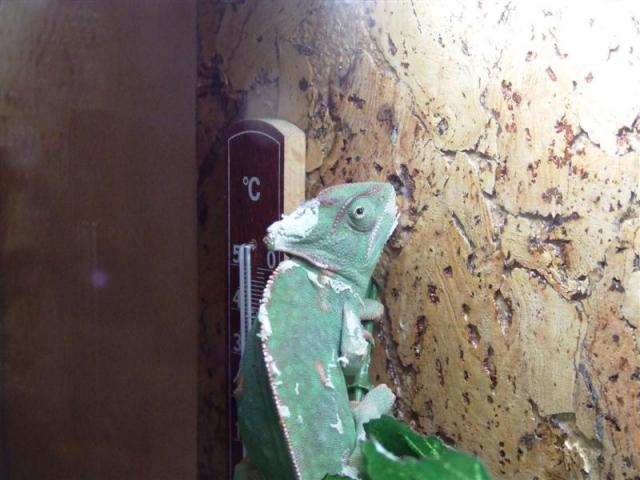 Chameleonas 2