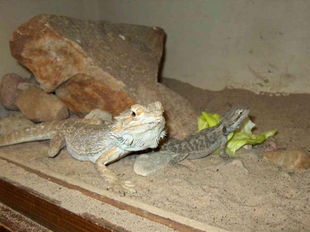 Pogona viticeps 1