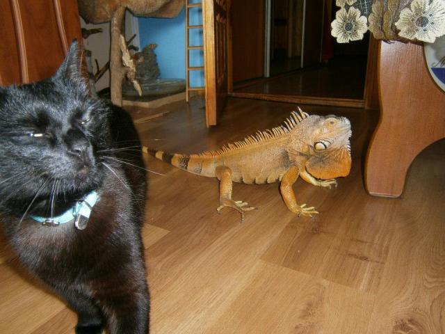 Iguana