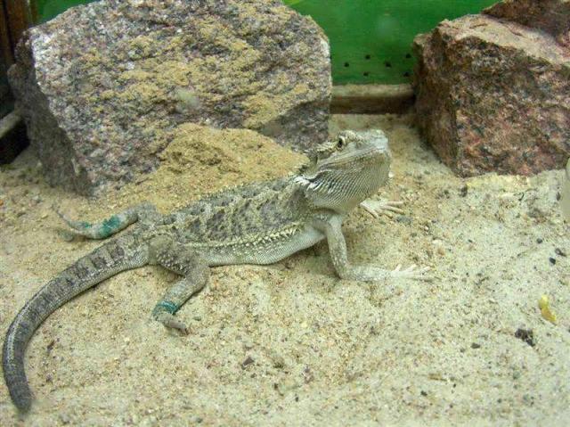 Pogona viticeps 2