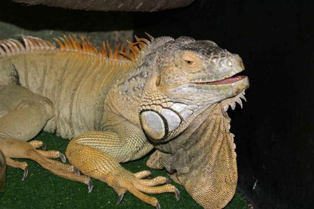 Iguana 02