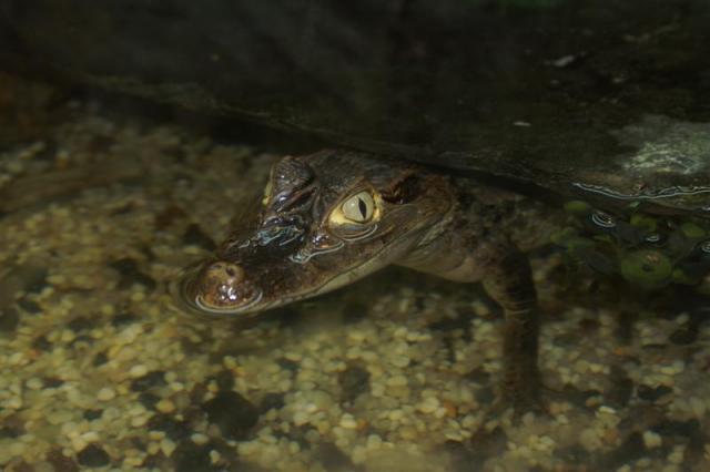 Caiman crocodilus 2