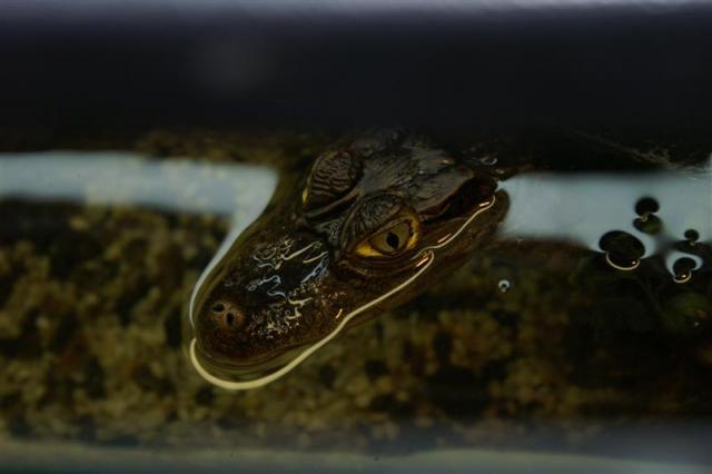 Caiman crocodilus 3