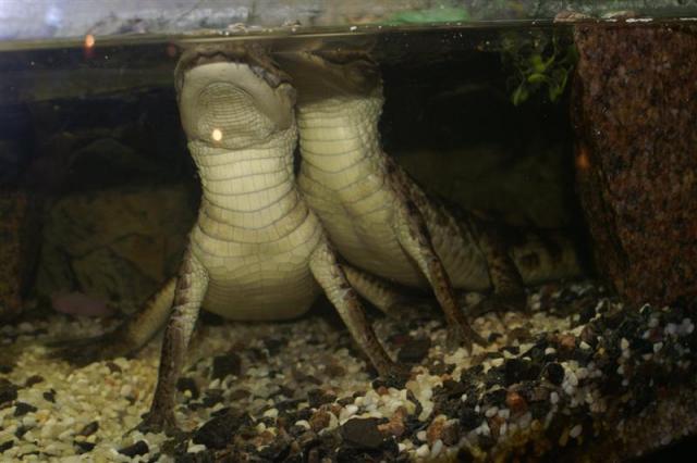 Caiman crocodilus 4