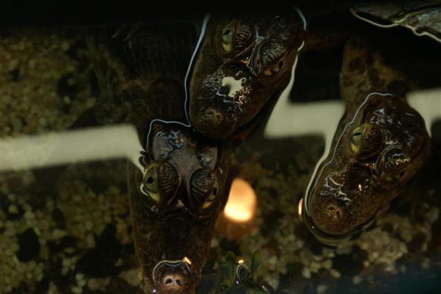Caiman crocodilus 5