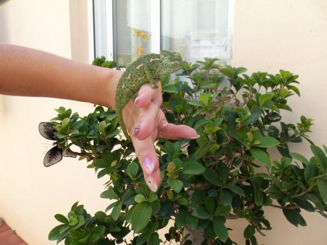 Chamaeleo chamaeleon