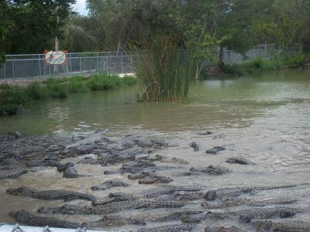 Aligatoriu ferma >.