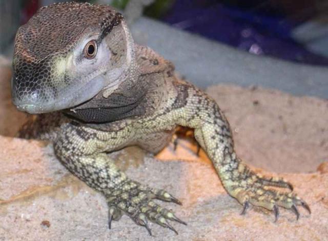 Varanus albigularis