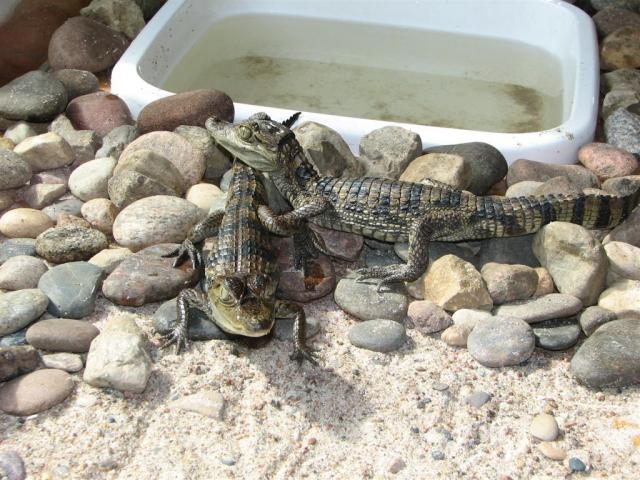 Caiman crocodilus 2